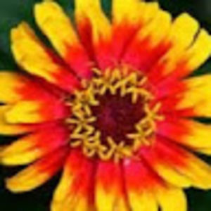 Meet your Posher, Taj